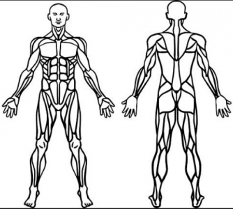 Sistema Muscular para Niños Tu escuelita