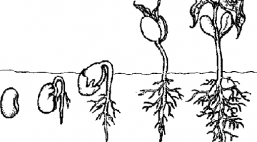 ciclo de vida de las plantas