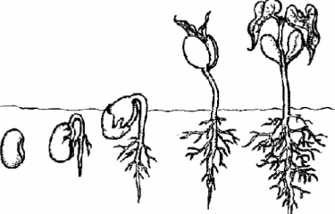 ciclo de vida de las plantas