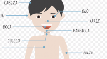 partes del cuerpo humano para niños