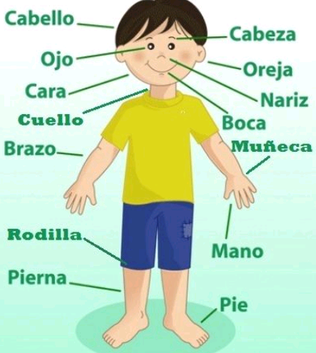 partes del cuerpo humano para niños en español