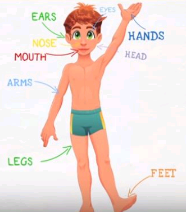 partes del cuerpo humano para niños en ingles