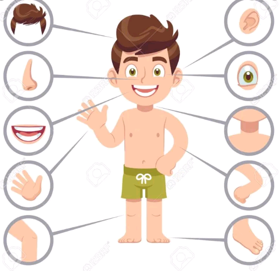 partes del cuerpo humano para niños actividades