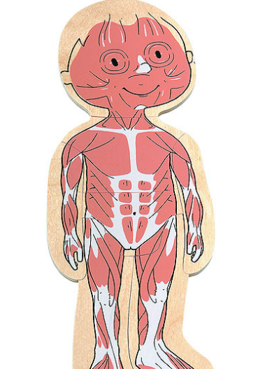 sistema muscular para niños de inicial