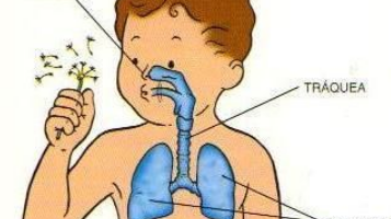 sistema respiratorio para niños