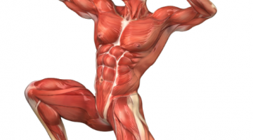 sistema muscular para niños