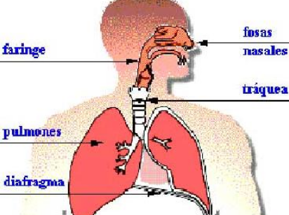 Sistema Respiratorio para Niños