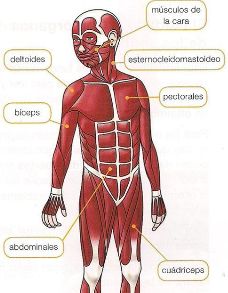 sistema muscular para niños de primaria